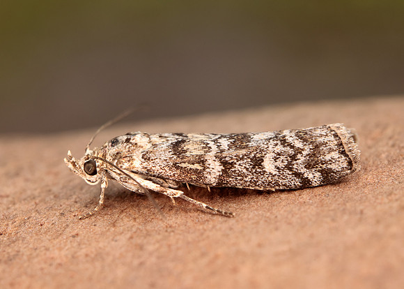 62.028 BF1454 Dioryctria abietella