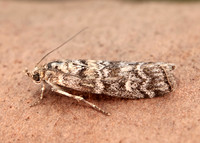 62.028 BF1454 Dioryctria abietella