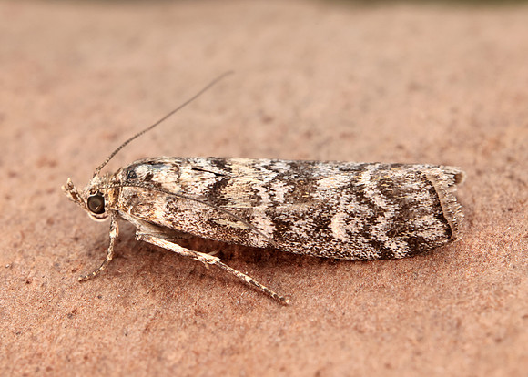 62.028 BF1454 Dioryctria abietella