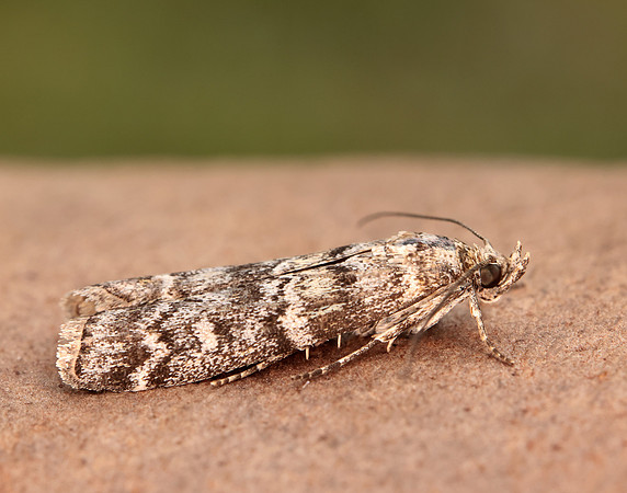 62.028 BF1454 Dioryctria abietella