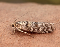 62.028 BF1454 Dioryctria abietella