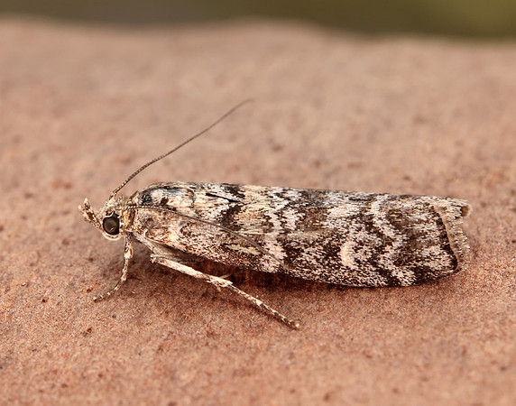62.028 BF1454 Dioryctria abietella