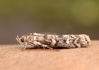 62.028 BF1454 Dioryctria abietella