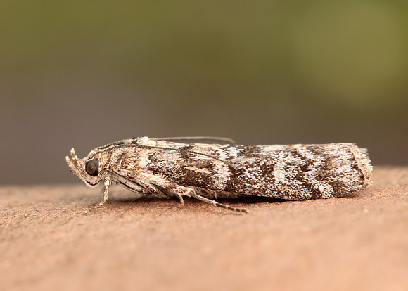 62.028 BF1454 Dioryctria abietella