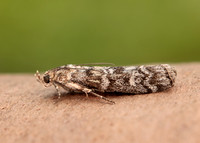 62.028 BF1454 Dioryctria abietella