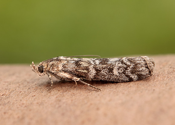 62.028 BF1454 Dioryctria abietella