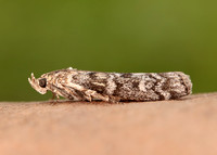 62.028 BF1454 Dioryctria abietella