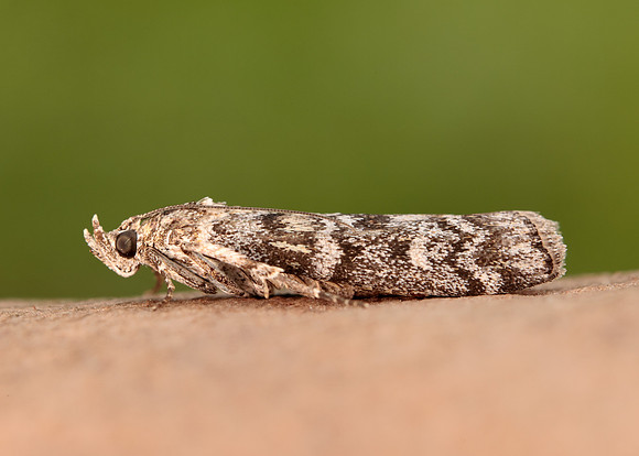 62.028 BF1454 Dioryctria abietella