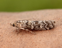 62.028 BF1454 Dioryctria abietella