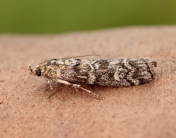 62.028 BF1454 Dioryctria abietella