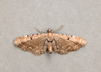 70.179 BF1830 Wormwood Pug Eupithecia absinthiata