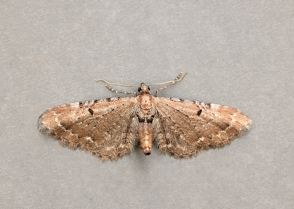 70.179 BF1830 Wormwood Pug Eupithecia absinthiata