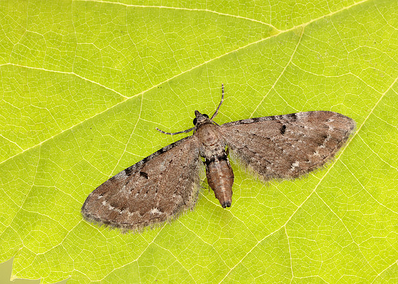 70.179 BF1830 Wormwood Pug Eupithecia absinthiata