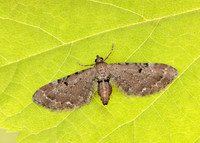 70.179 BF1830 Wormwood Pug Eupithecia absinthiata