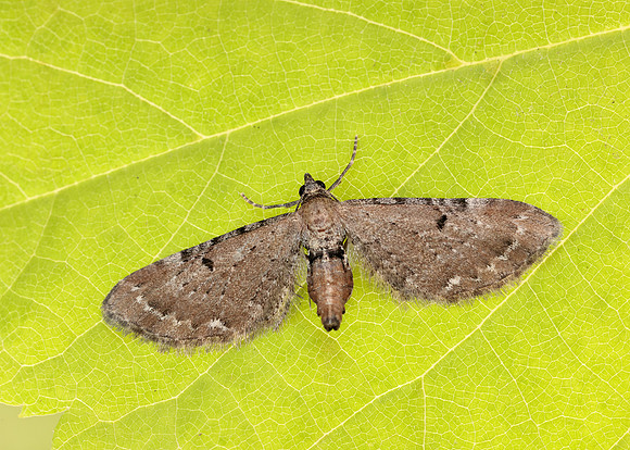 70.179 BF1830 Wormwood Pug Eupithecia absinthiata