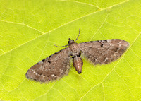 70.179 BF1830 Wormwood Pug Eupithecia absinthiata
