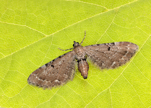 70.179 BF1830 Wormwood Pug Eupithecia absinthiata