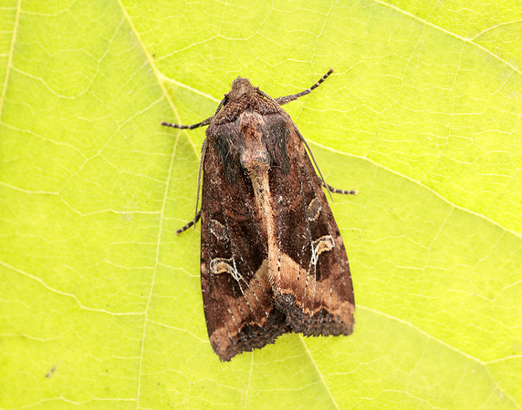 73.119 BF2368 Crescent Helotropha leucostigma