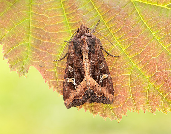 73.119 BF2368 Crescent Helotropha leucostigma