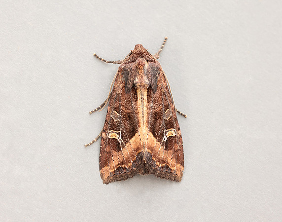73.119 BF2368 Crescent Helotropha leucostigma