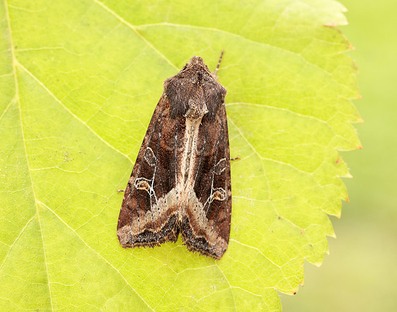 73.119 BF2368 Crescent Helotropha leucostigma