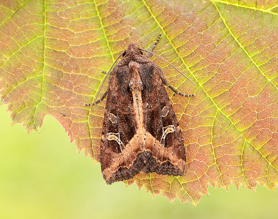 73.119 BF2368 Crescent Helotropha leucostigma