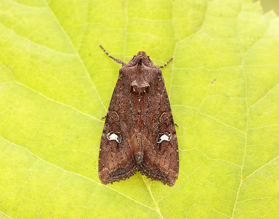 73.119 BF2368 Crescent Helotropha leucostigma