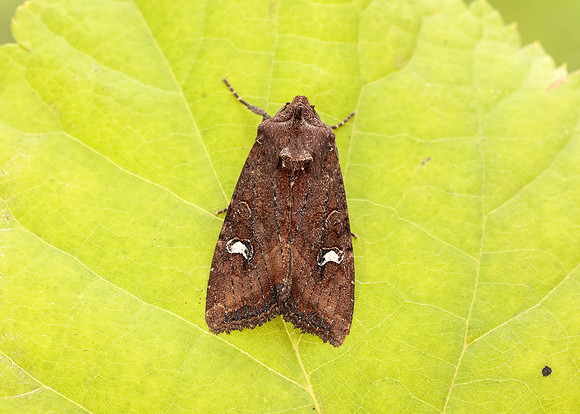 73.119 BF2368 Crescent Helotropha leucostigma