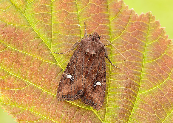 73.119 BF2368 Crescent Helotropha leucostigma
