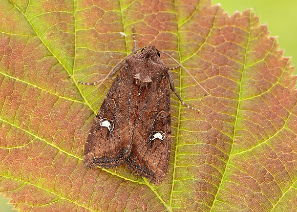 73.119 BF2368 Crescent Helotropha leucostigma