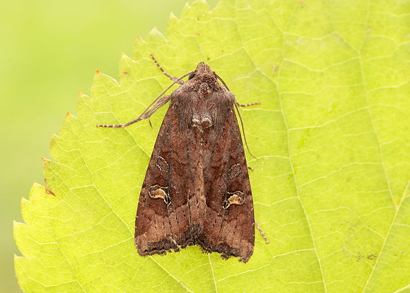 73.119 BF2368 Crescent Helotropha leucostigma