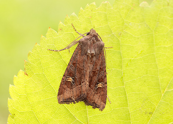 73.119 BF2368 Crescent Helotropha leucostigma
