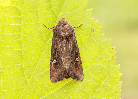 73.119 BF2368 Crescent Helotropha leucostigma