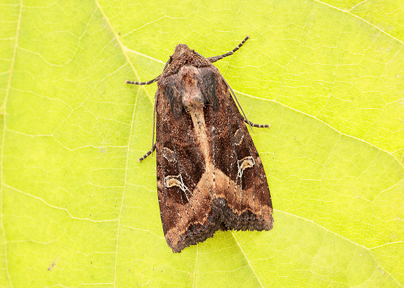 73.119 BF2368 Crescent Helotropha leucostigma