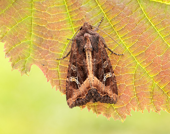 73.119 BF2368 Crescent Helotropha leucostigma