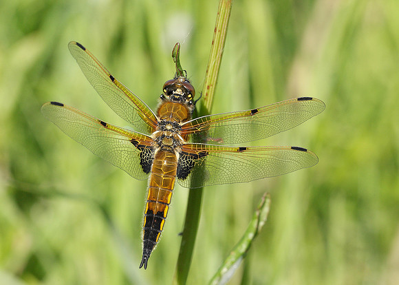 Four-spotted Chaser Libellula quadrimaculata