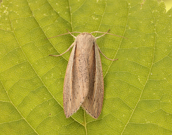 73.305 BF2209 Flame Wainscot Senta flammea