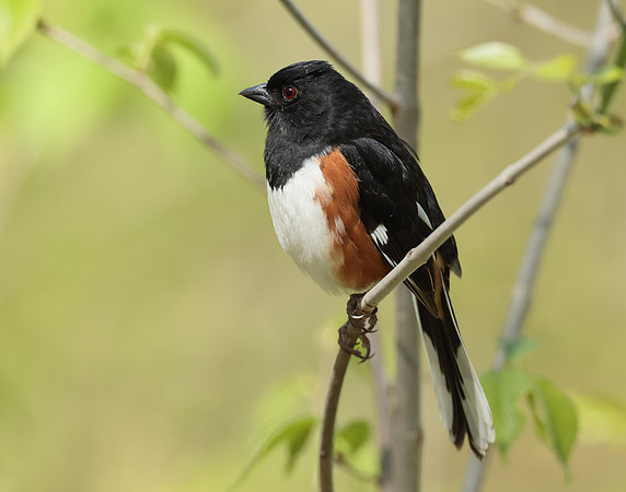 Eastern Towhee Pipilo erythrophthalmus
