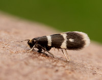 8.005 BF128 Phylloporia bistrigella