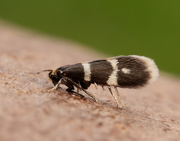 8.005 BF128 Phylloporia bistrigella