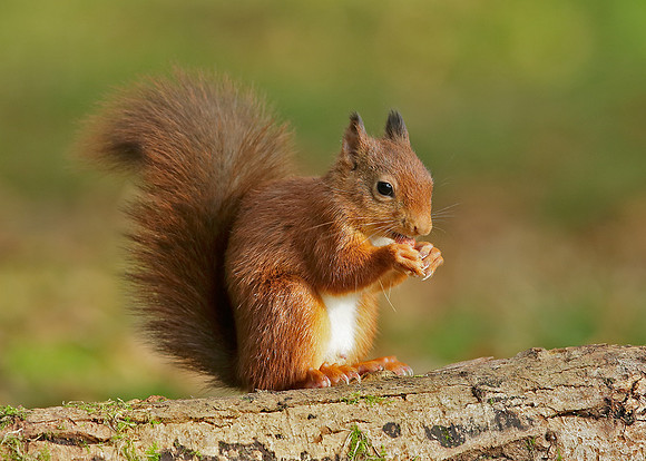 Red Squirrel Sciurus vulgaris