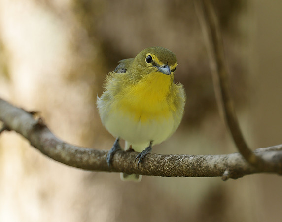 Yellow-throated Vireo Vireo flavifrons