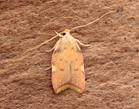 31.001 BF658 Carcina quercana