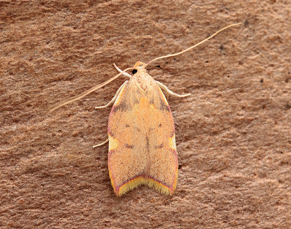 31.001 BF658 Carcina quercana
