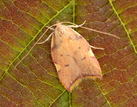 31.001 BF658 Carcina quercana