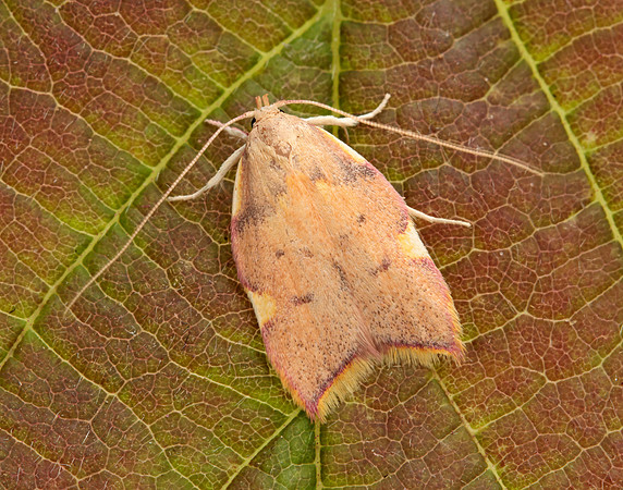 31.001 BF658 Carcina quercana