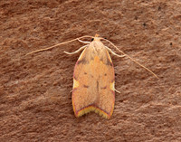 31.001 BF658 Carcina quercana