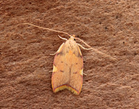 31.001 BF658 Carcina quercana