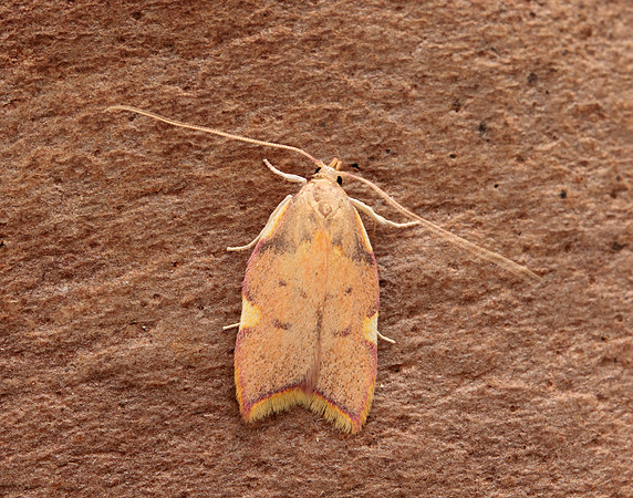 31.001 BF658 Carcina quercana