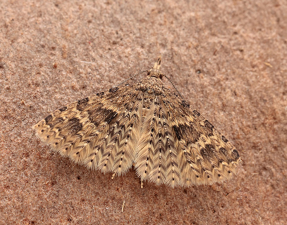 44.001 BF1288 Twenty-plume Moth Alucita hexadactyla